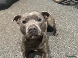 Staffordshire Bull Terrier dogs Blue Staffordshire bull terrier for stud💙 - Advert 4