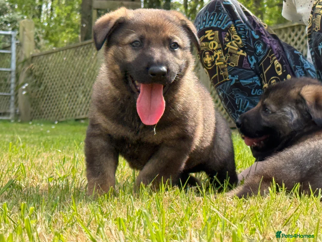 German Shepherd dogs for sale: German Shepherd dog pup - Advert 5