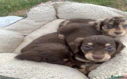 Miniature Dachshund dogs for sale: Long Haired Miniature Dachshund Puppies - Ready !! - Image 3