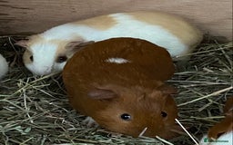 Guinea Pig rodents for sale: Gorgeous mix of baby piggies  - Image 5