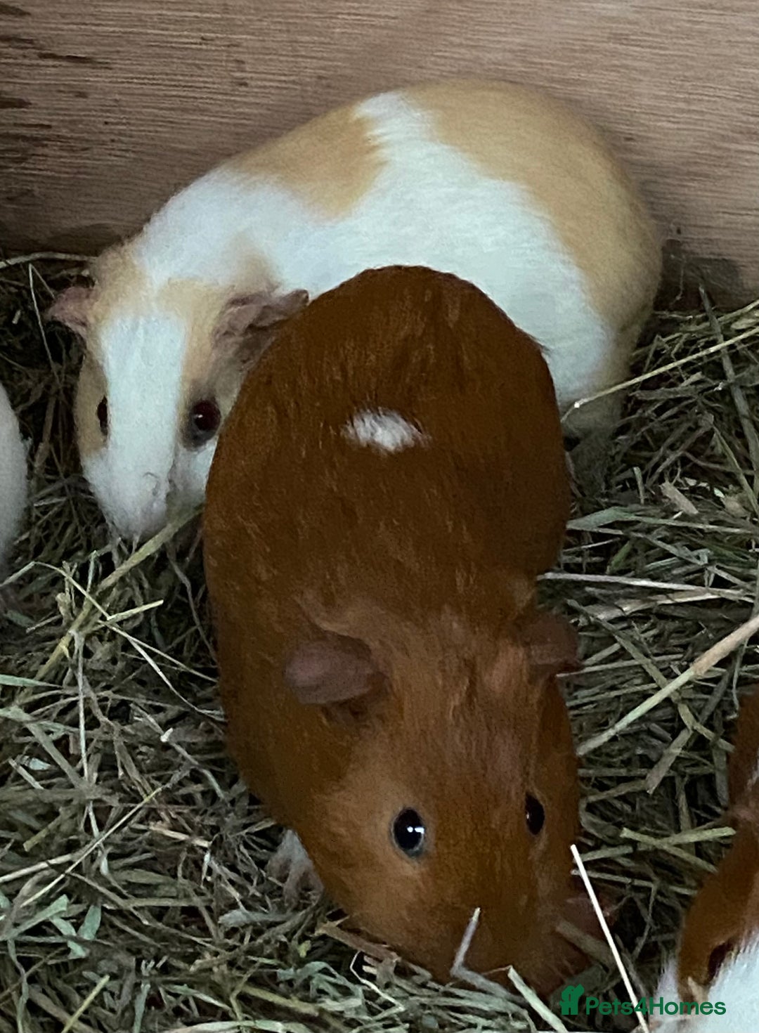 Guinea Pig rodents for sale: Gorgeous mix of baby piggies  - Image 5