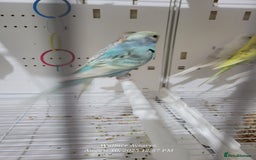 Budgerigars birds for sale: Young budgies  - Image 2