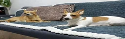 Jack Chi dogs for sale: 3 beautifully puppies for sale in London - Advert 5