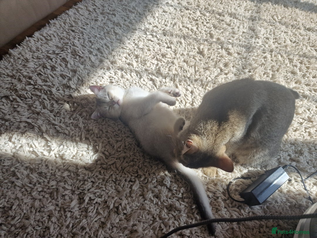 Scottish Fold cats for sale: Beautiful Scottish fold kittens - Image 3