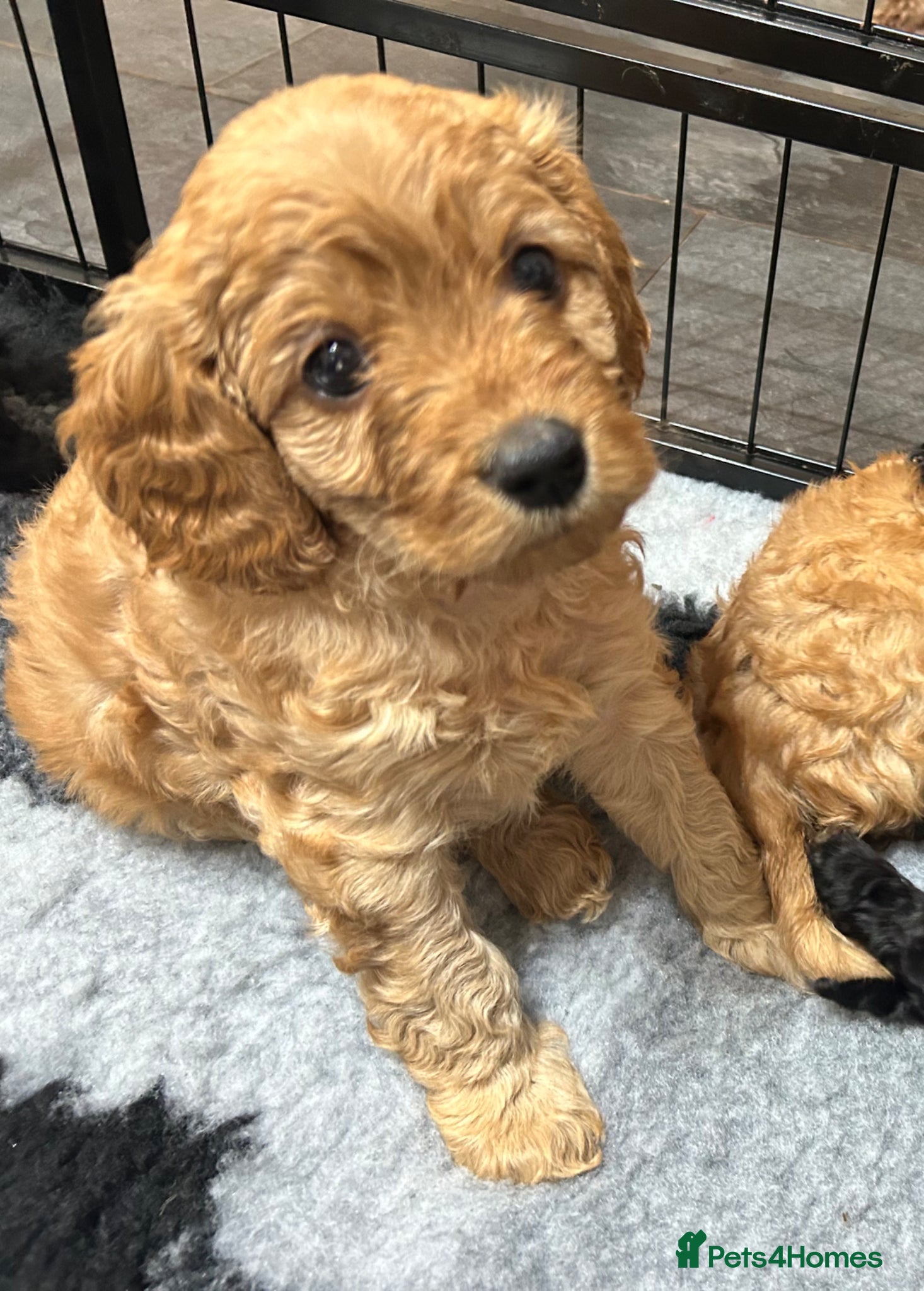 Cavapoo dogs  SUPER Extensively Health tested 280 ALL CLEAR🐾🐶 - Advert 2