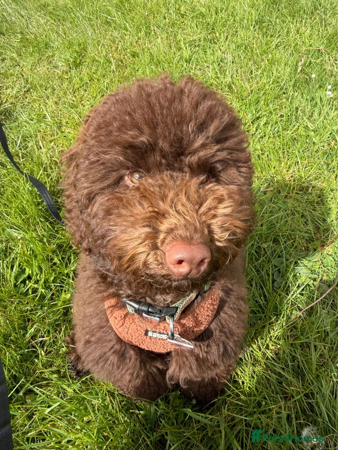 Cockapoo dogs for sale: 8 month old brown cockapoo in Stevenage - Advert 2