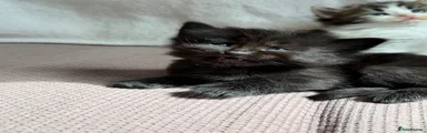 Binx