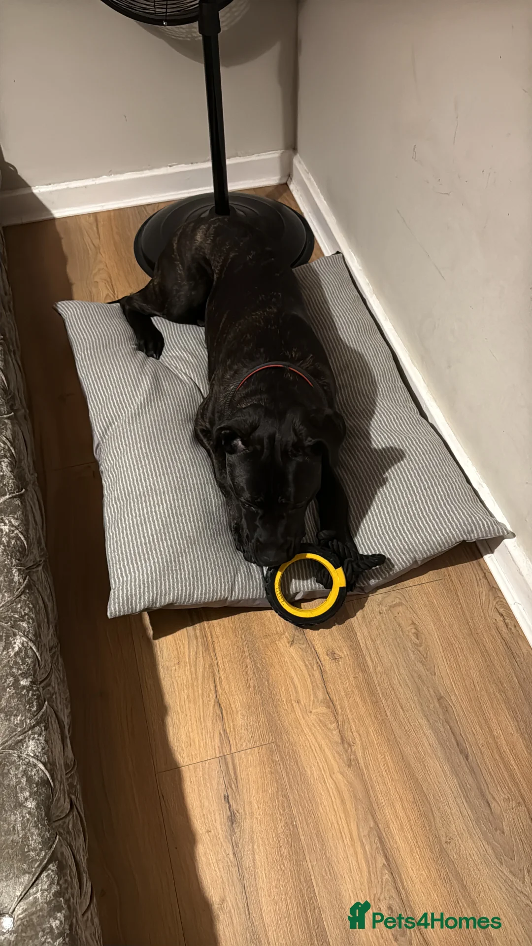 Cane Corso dogs for sale: Male cane corso 10months old - Advert 1
