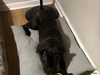 Cane Corso dogs Male cane corso 10months old - Advert 1