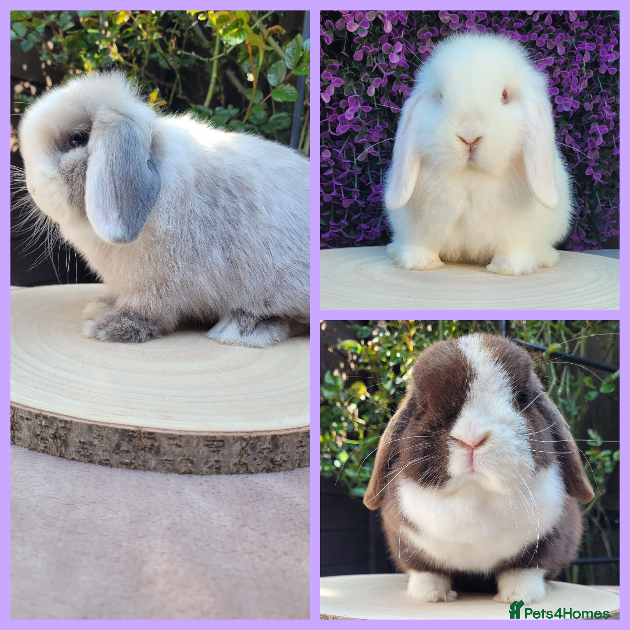 Mini Lop rabbits 3 Available now Purebred Mini Lop Bunnies - Advert 3