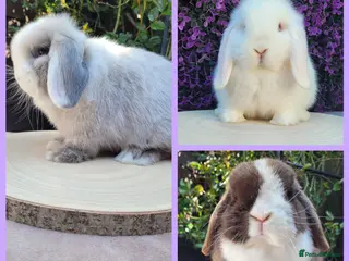 Mini Lop rabbits 3 Available now Purebred Mini Lop Bunnies - Advert 3