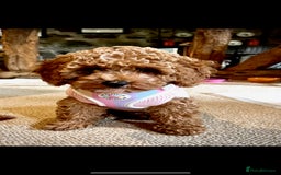 Cavapoochon dogs for sale: 5* Gorgeous F1b Cavapoochons - Image 14