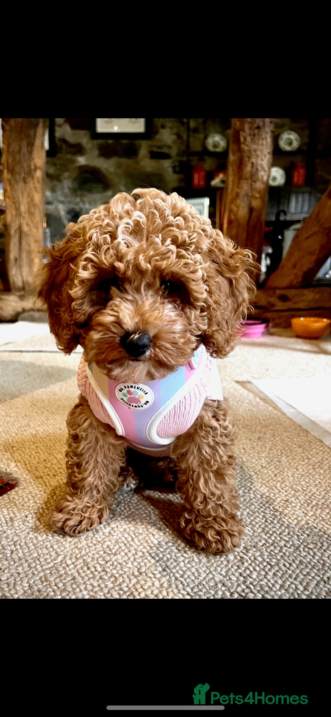 Cavapoochon dogs for sale: 5* Gorgeous F1b Cavapoochons - Image 14