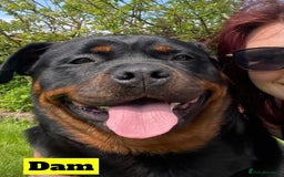 Rottweiler dogs for sale: KC Rottweiler puppies ready 16/11/25 - Image 8