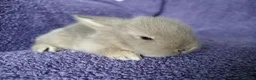 Mini Lop rabbits for sale: Baby mini lop rabbits for sale  - Advert 2