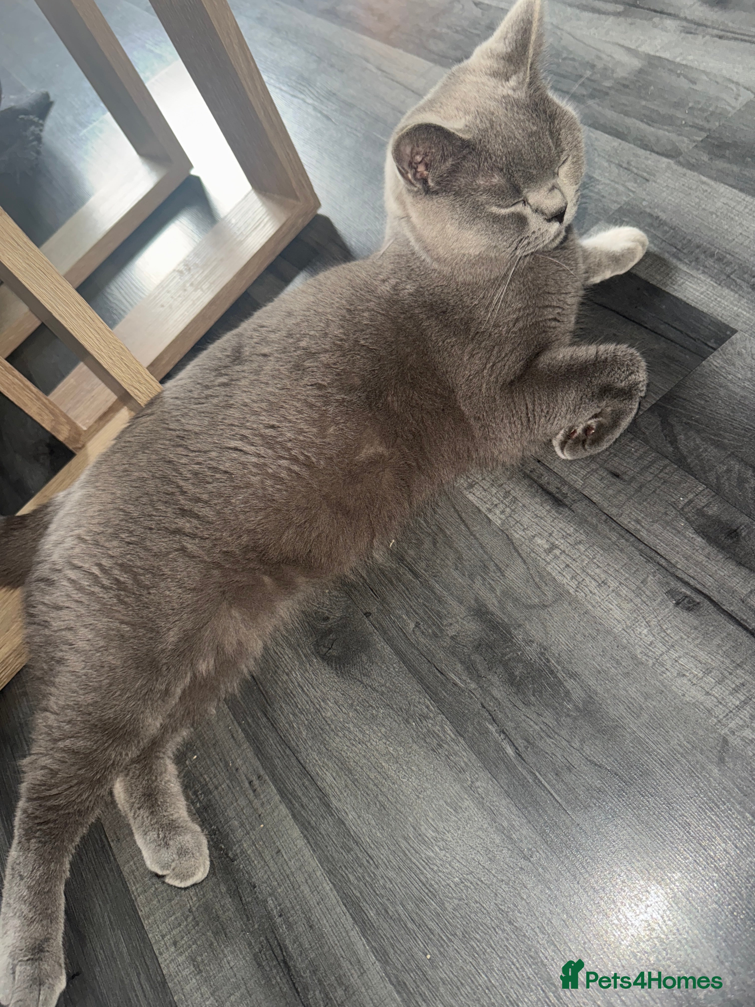 British Shorthair cats British Blue shorthair - Advert 10