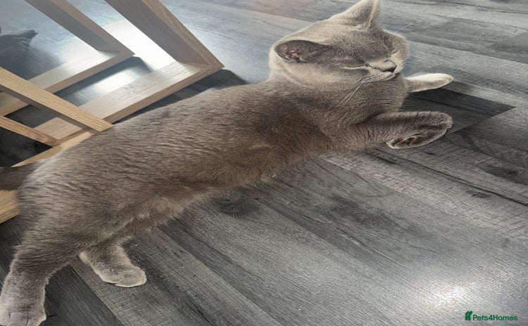 British Shorthair cats British Blue shorthair - Advert 1