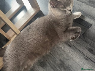 British Shorthair cats British Blue shorthair - Advert 1