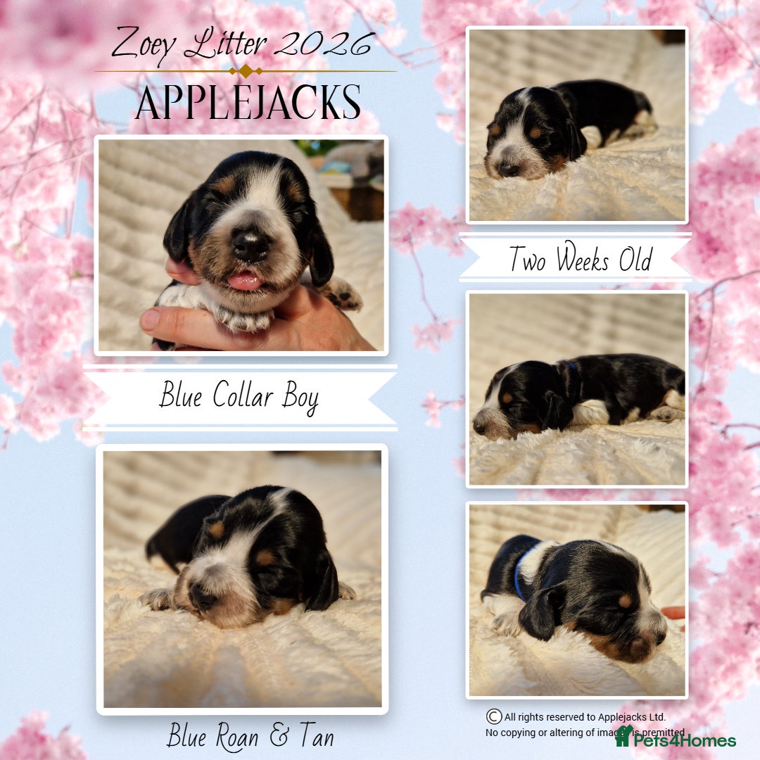 Cocker Spaniel dogs for sale: KC Pedigree Show Cocker Spaniel Puppies - Advert 1