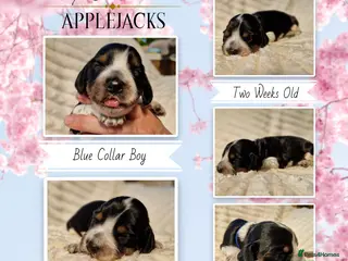 Cocker Spaniel dogs for sale: KC Pedigree Show Cocker Spaniel Puppies - Advert 1