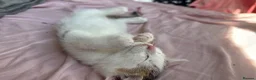 Mixed Breed cats for sale: Frank in Mablethorpe - Advert 4