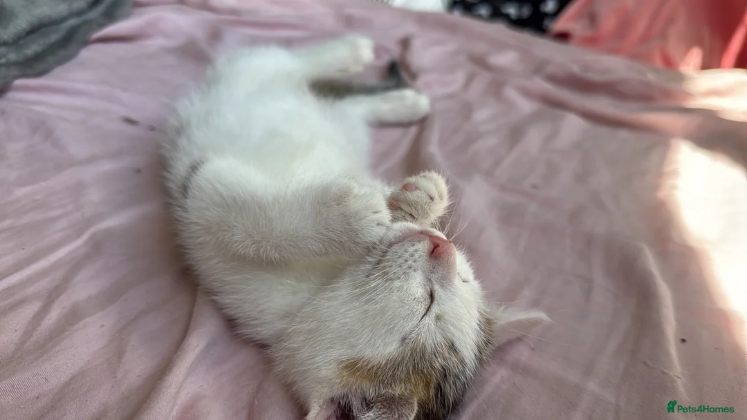 Mixed Breed cats for sale: Frank in Mablethorpe - Advert 4
