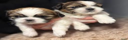 Shih Tzu dogs for sale: Beautiful Tricolour Mini Shih Tzu Puppies - Advert 7