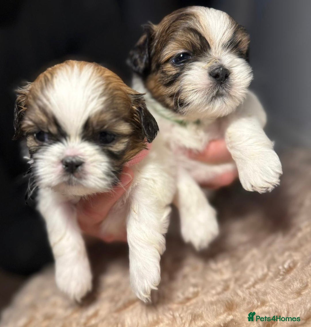 Shih Tzu dogs for sale: Beautiful Tricolour Mini Shih Tzu Puppies - Advert 7