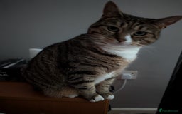 Mixed Breed cats for sale: Ripley - free to a good home - Image 4