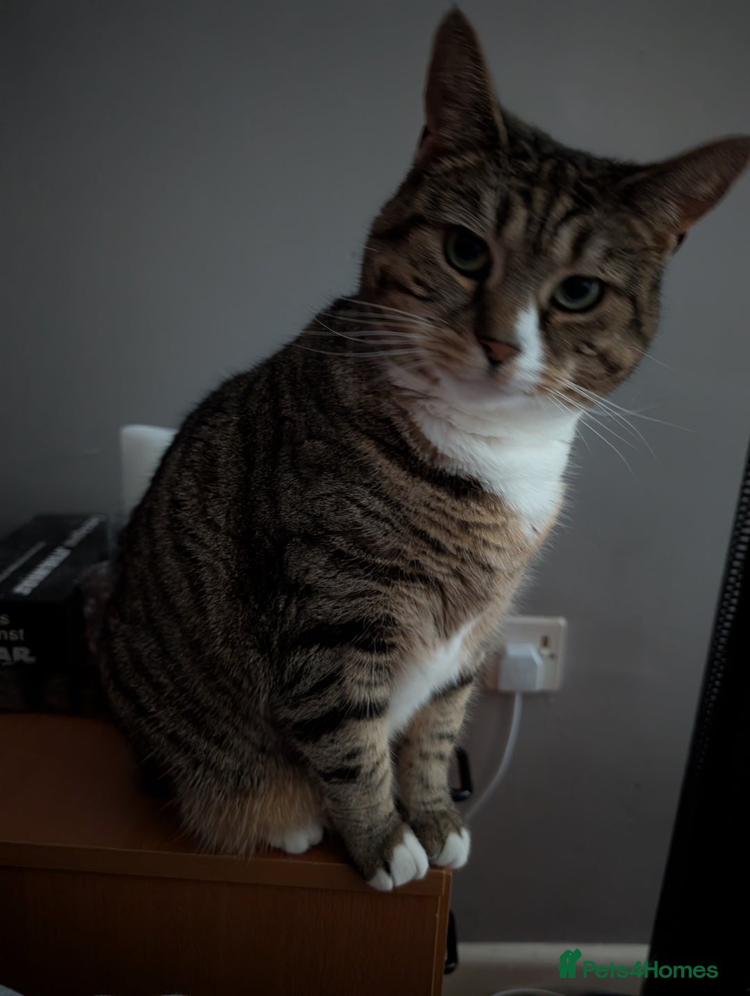 Mixed Breed cats for sale: Ripley - free to a good home - Image 4