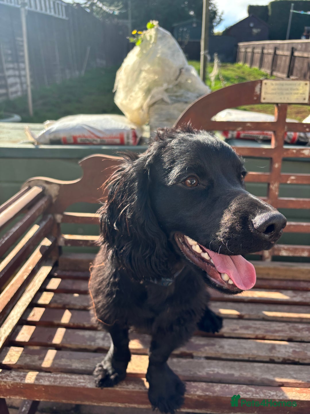 Cocker Spaniel dogs for sale: Super strong Kc registered working cocker spaniel  - Image 2
