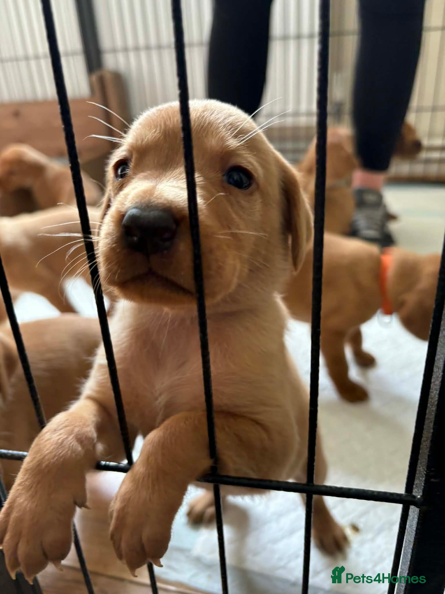 Labrador Retriever dogs Absolutely stunning kc registered fox red pups - Advert 1