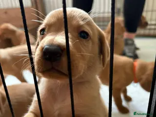 Labrador Retriever dogs Absolutely stunning kc registered fox red pups - Advert 1