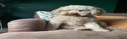 Cockapoo dogs for sale: Rosie 🩷 🐾  - Advert 6