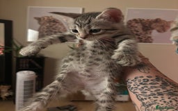 Bengal cats for sale: Half breed Bengal kittens for sale🐆 - Image 9