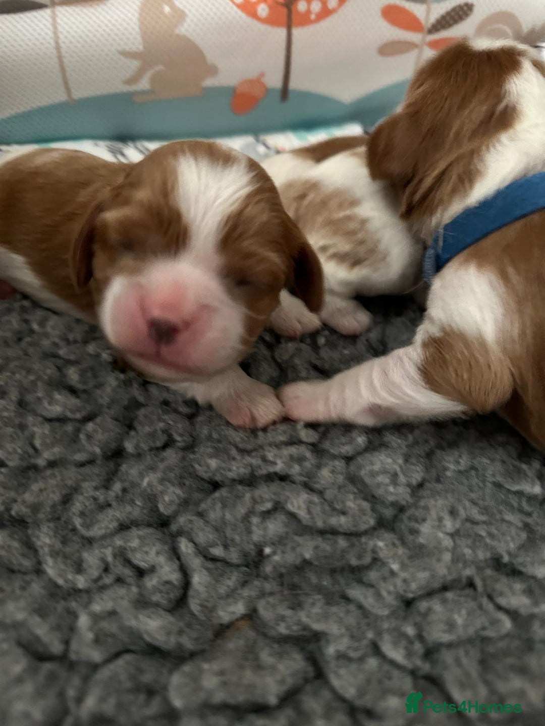 Cavalier King Charles Spaniel dogs for sale: Fully Health Tested Male CKCS Puppies - Image 35