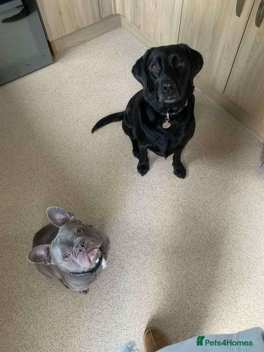 French Bulldog dogs for sale: Arnold  - Image 3
