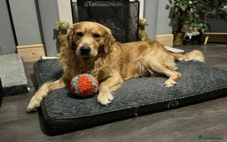 Mixed Breed dogs for sale: Golden retriever cross welsh collie  - Image 16
