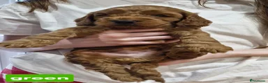 Puppy 4