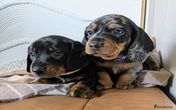 Miniature Dachshund dogs for sale: Miniature Dachshund Puppies  - Image 3