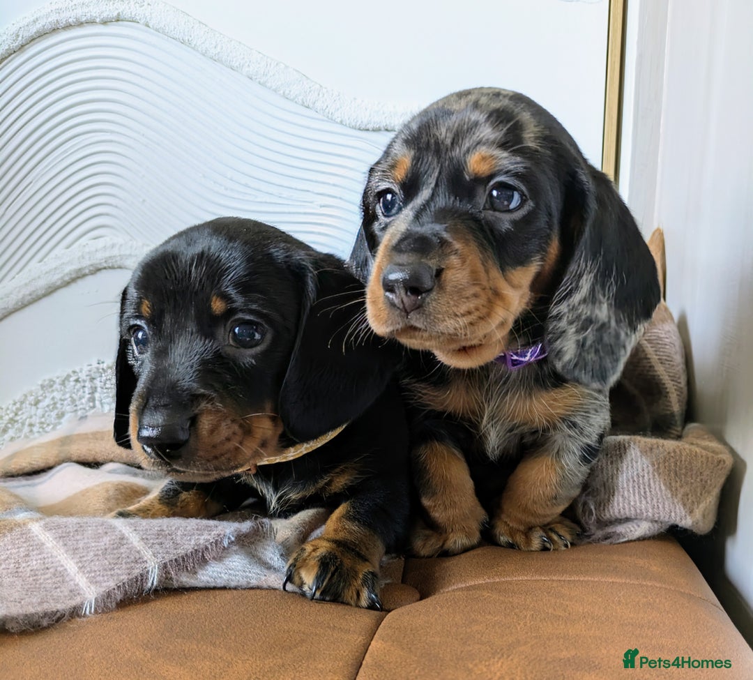 Miniature Dachshund dogs for sale: Miniature Dachshund Puppies  - Image 3