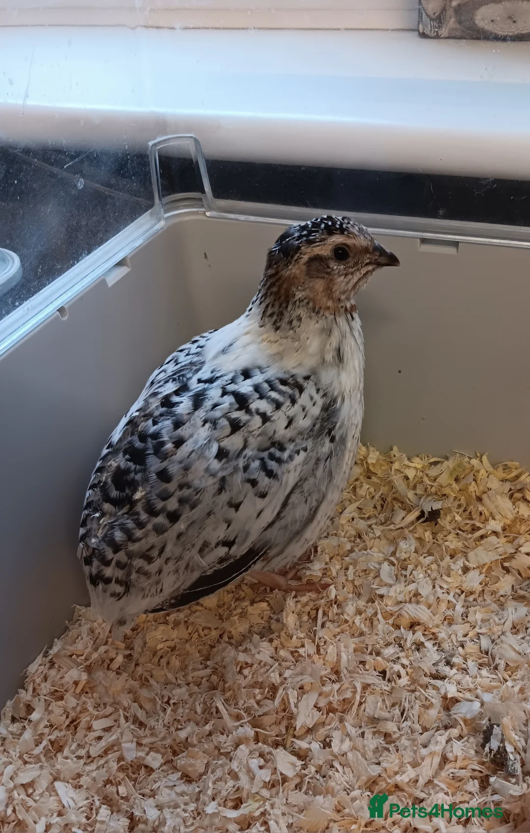 Quail poultry for sale: Dozen (12) Quail Hatching Eggs - Advert 6