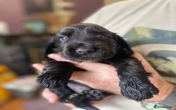 Cocker Spaniel dogs for sale: Stunning KC Reg Cocker Spaniel Pups Choco/Black - Image 19