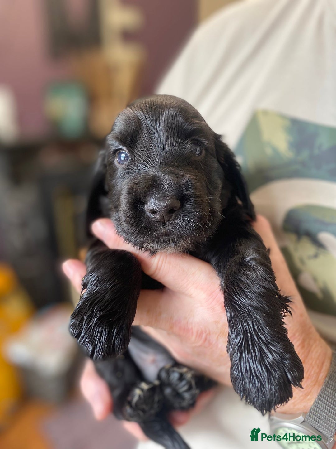 Cocker Spaniel dogs for sale: Stunning KC Reg Cocker Spaniel Pups Choco/Black - Image 19