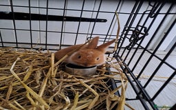 Mixed Breed rabbits for sale: Adorable Male & Female Rabbits - With Hay & Food - Image 2