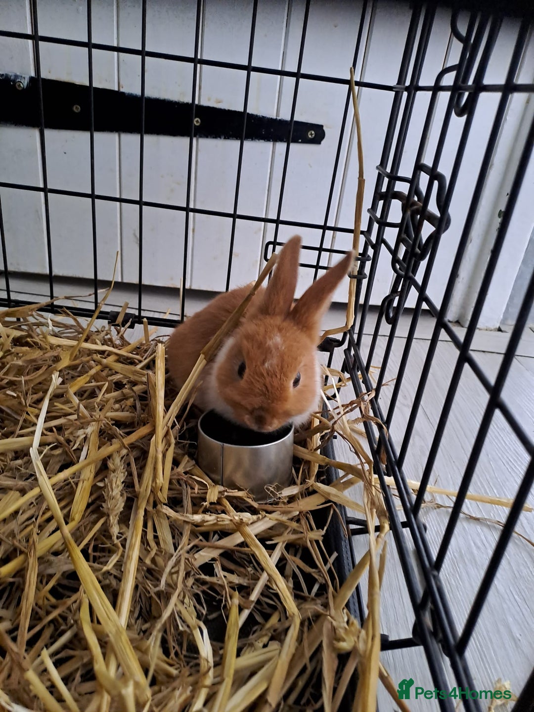 Mixed Breed rabbits for sale: Adorable Male & Female Rabbits - With Hay & Food - Image 2