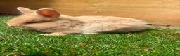 Angora rabbits for sale: English angora babies  in Stoke-on-Trent - Advert 5