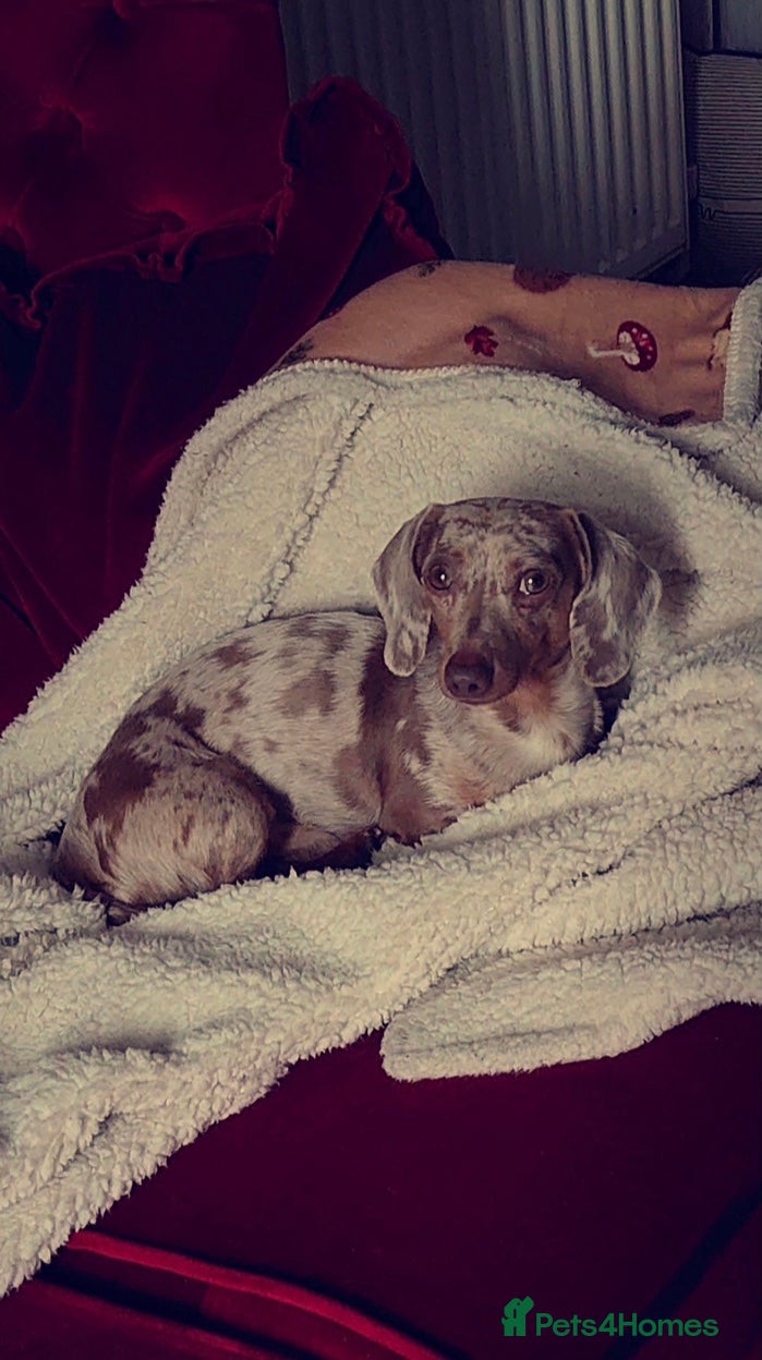 Miniature Dachshund dogs KC 👑 PRINCE PADDACCIO 👑 - Isabella and Tan in Louth - Advert 5