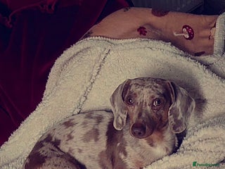 Miniature Dachshund dogs KC 👑 PRINCE PADDACCIO 👑 - Isabella and Tan in Louth - Advert 1