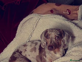 Miniature Dachshund dogs KC 👑 PRINCE PADDACCIO 👑 - Isabella and Tan in Louth - Advert 21